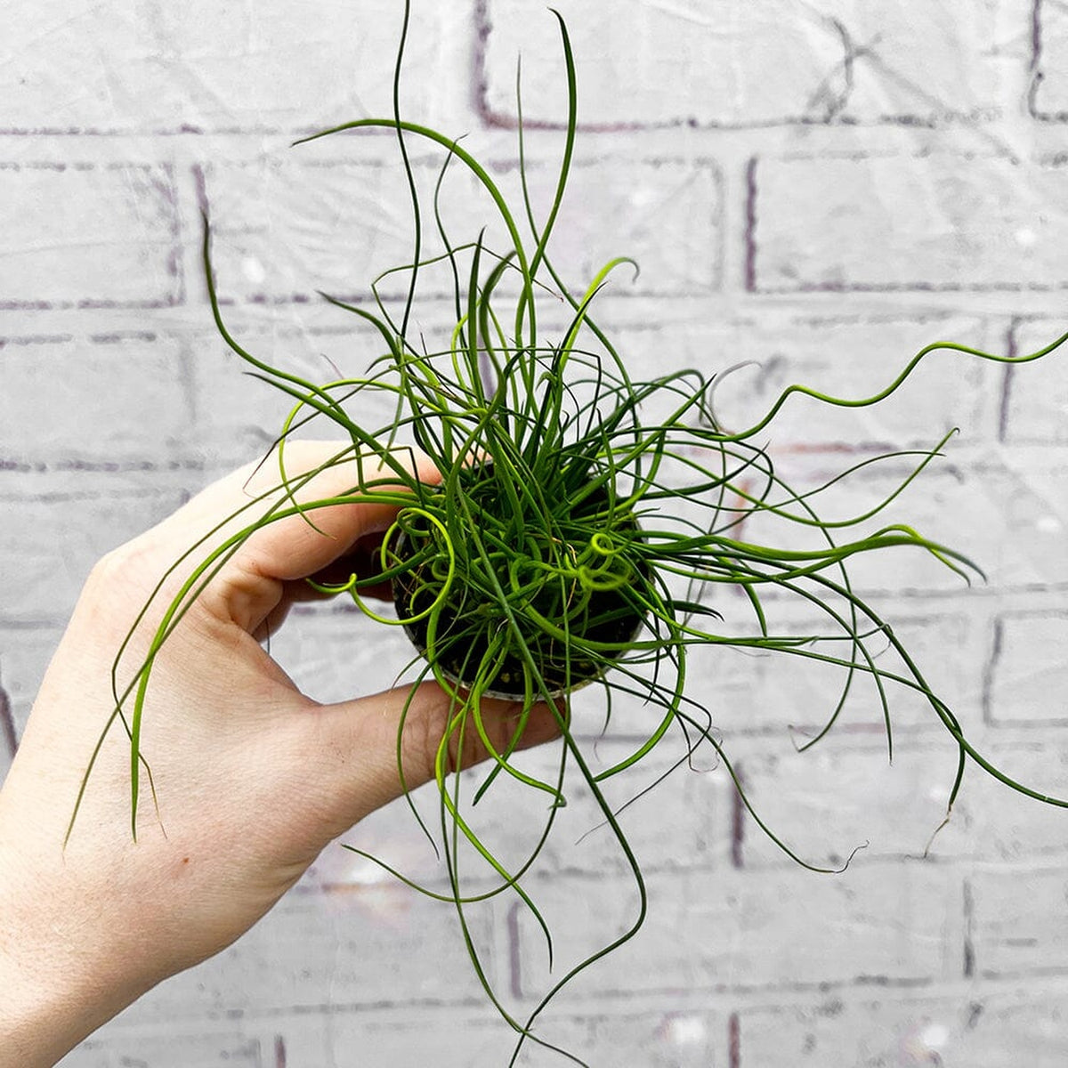 Juncus Spiralis Fern House Plant 6cm Pot House Plant