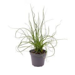 Juncus Spiralis Fern House Plant 6cm Pot Potted Houseplants