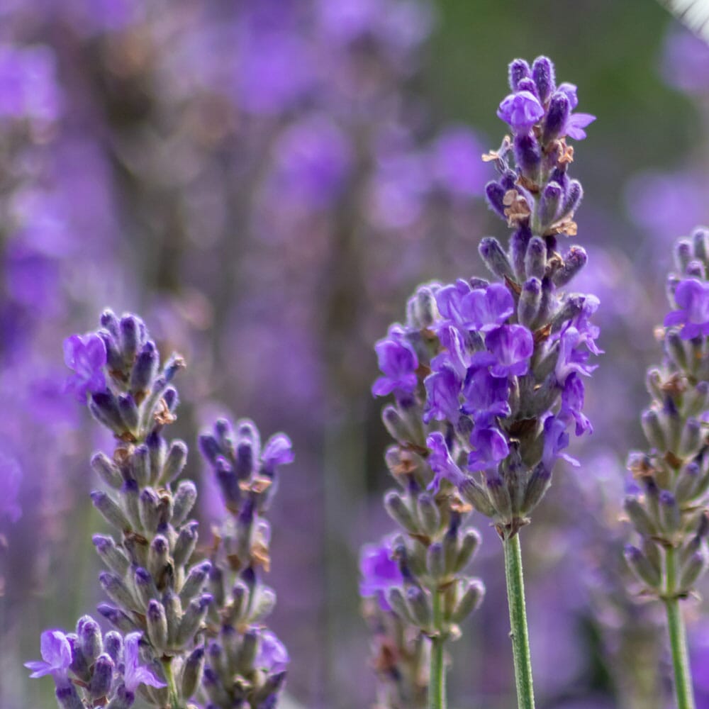 LAVANDULA angustifolia Elegance Purple 9cm Pot Perennials