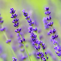 LAVANDULA angustifolia Hidcote 9cm Pot Perennials