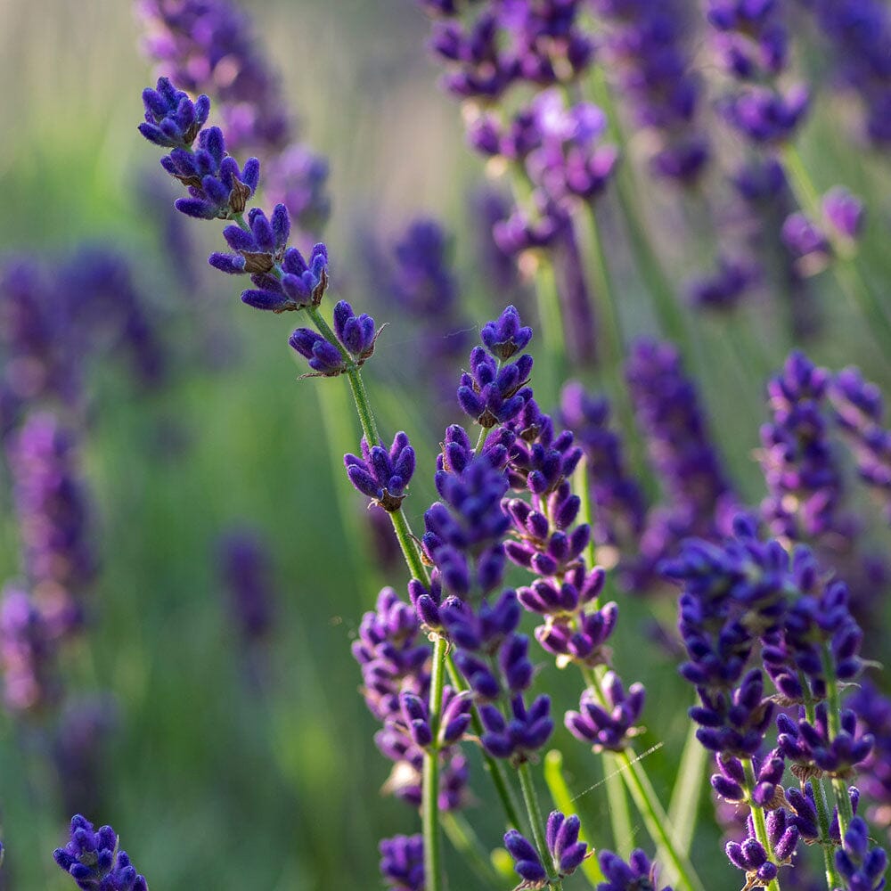 LAVANDULA angustifolia Spear Blue 9cm Pot Perennials