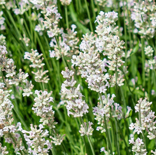 LAVANDULA stoechas Castilliano White Perennial Plant Perennials