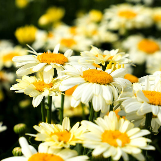 LEUCANTHEMUM maximum Banana Cream (PBR) 9cm Pot Perennials