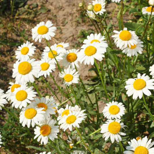 LEUCANTHEMUM maximum Broadway Lights 2 Litre Perennials