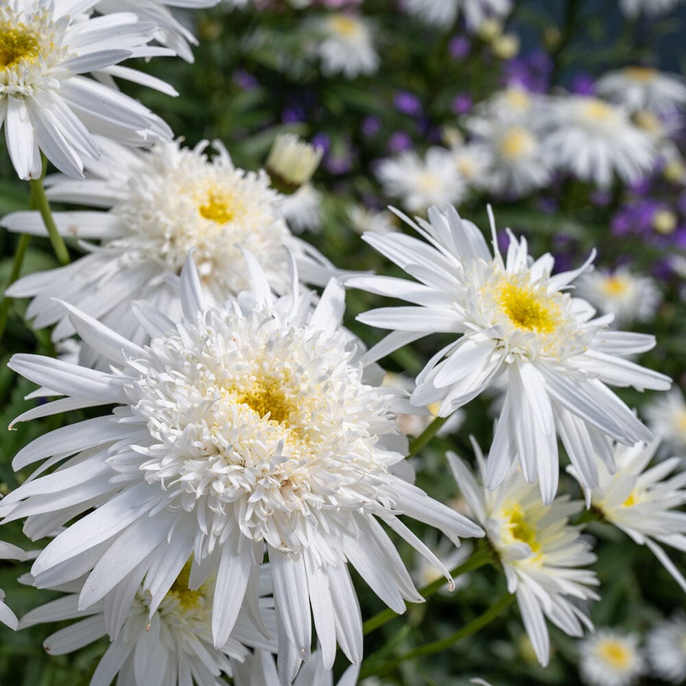 LEUCANTHEMUM maximum Ooh La La grande 2 Litre Perennials