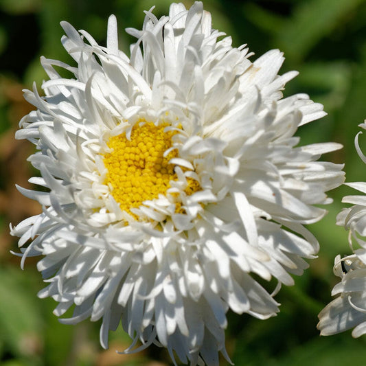 LEUCANTHEMUM maximum Ooh La La spider 2 Litre Perennials