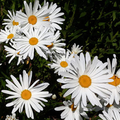 LEUCANTHEMUM Silver Princess 2 Litre Perennials