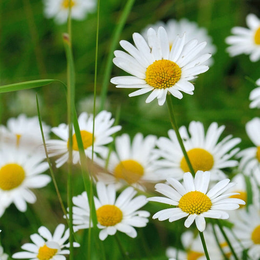 LEUCANTHEMUM vulgare May Queen 9cm Pot Perennials