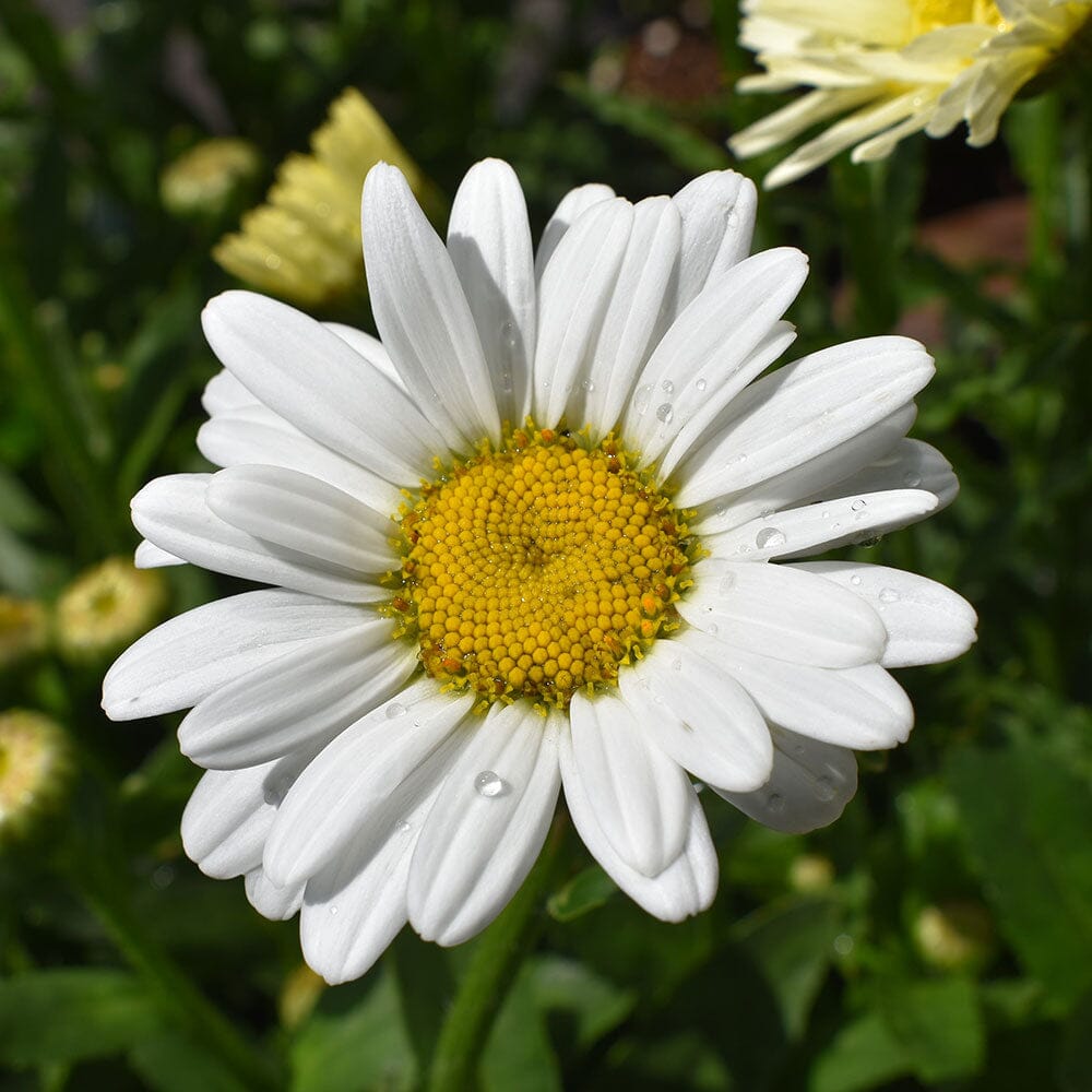 LEUCANTHEMUM x superbum Madonna 2 Litre Perennials