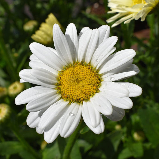 LEUCANTHEMUM x superbum Madonna 9cm Pot Perennials