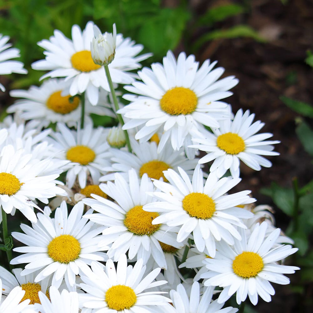 LEUCANTHEMUM x superbum Snow Lady 2 Litre Perennials