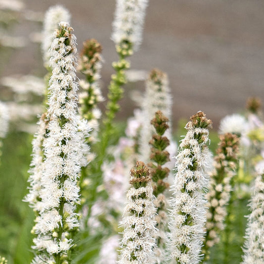 LIATRIS spicata Alba 9cm Pot Perennials