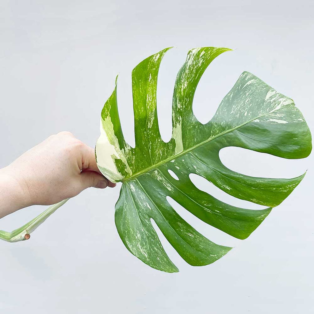 Monstera Albo, Extra 2024 White High Variegated Monstera rooted and unrooted cutting, REHAB, MISFIT, DISCOUNTED