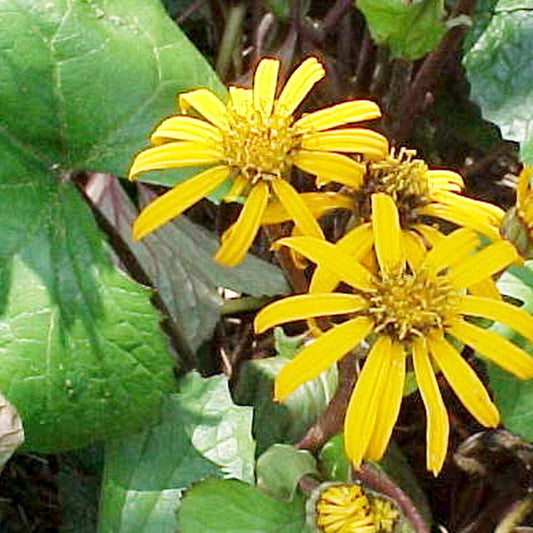 Ligularia Dentata Desdemona Aquatic Pond Plant Aquatic Plants