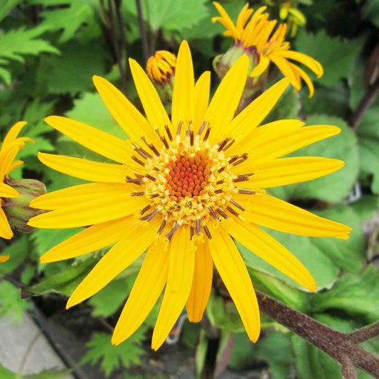 Ligularia Dentata Desdemona Aquatic Pond Plant Aquatic Plants