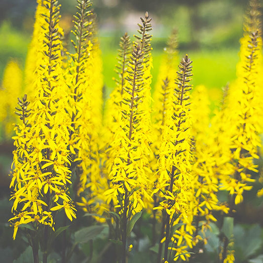 Ligularia Przewalskii Aquatic Pond Plant - Przewalski's Golden Ray Aquatic Plants