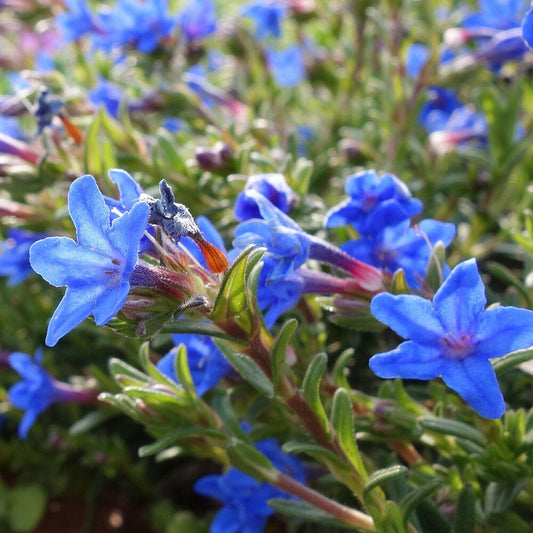 LITHODORA diffusa Grace Ward 9cm Pot Perennials