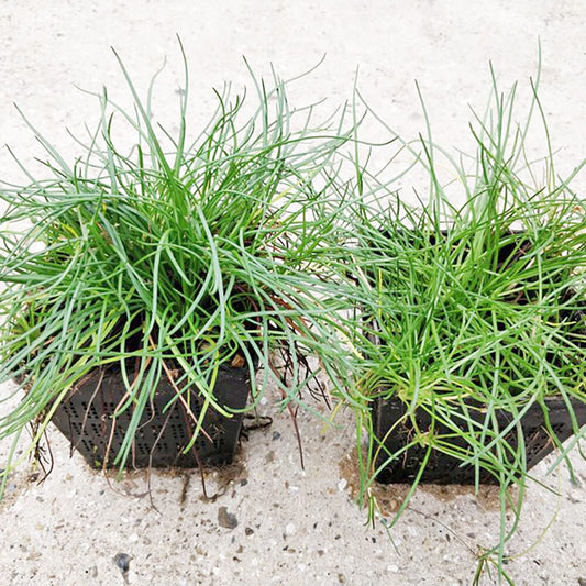 Littorella Uniflora Aquatic Pond Plant - Shoreweed Aquatic Plants