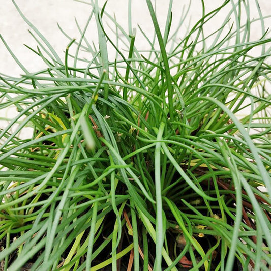 Littorella Uniflora Aquatic Pond Plant - Shoreweed Aquatic Plants