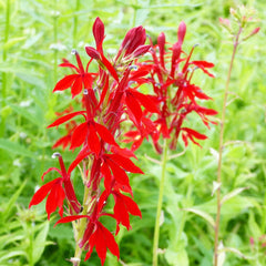 Lobelia Cardinalis Aquatic Pond Plant - Cardinal Flower Aquatic Plants