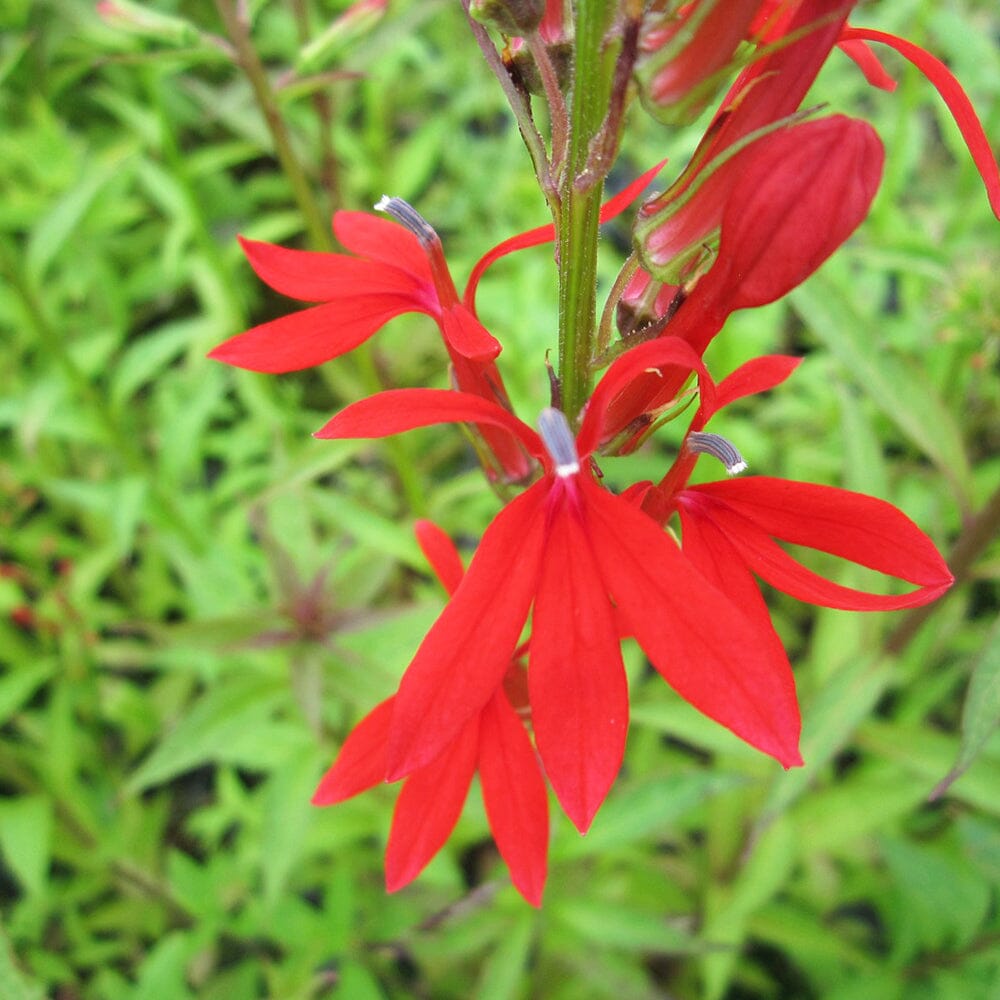 Lobelia Cardinalis Aquatic Pond Plant - Cardinal Flower Aquatic Plants