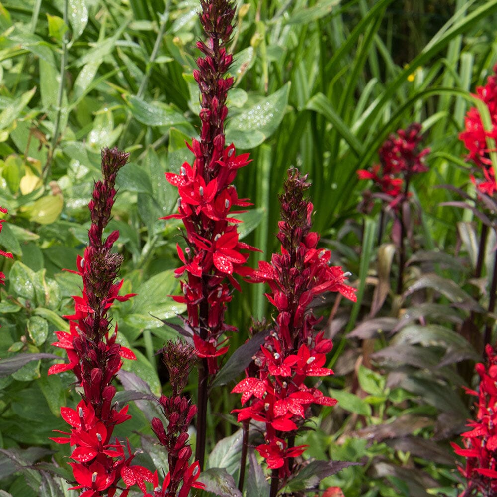 LOBELIA cardinalis Queen Victoria 9cm Pot Perennials