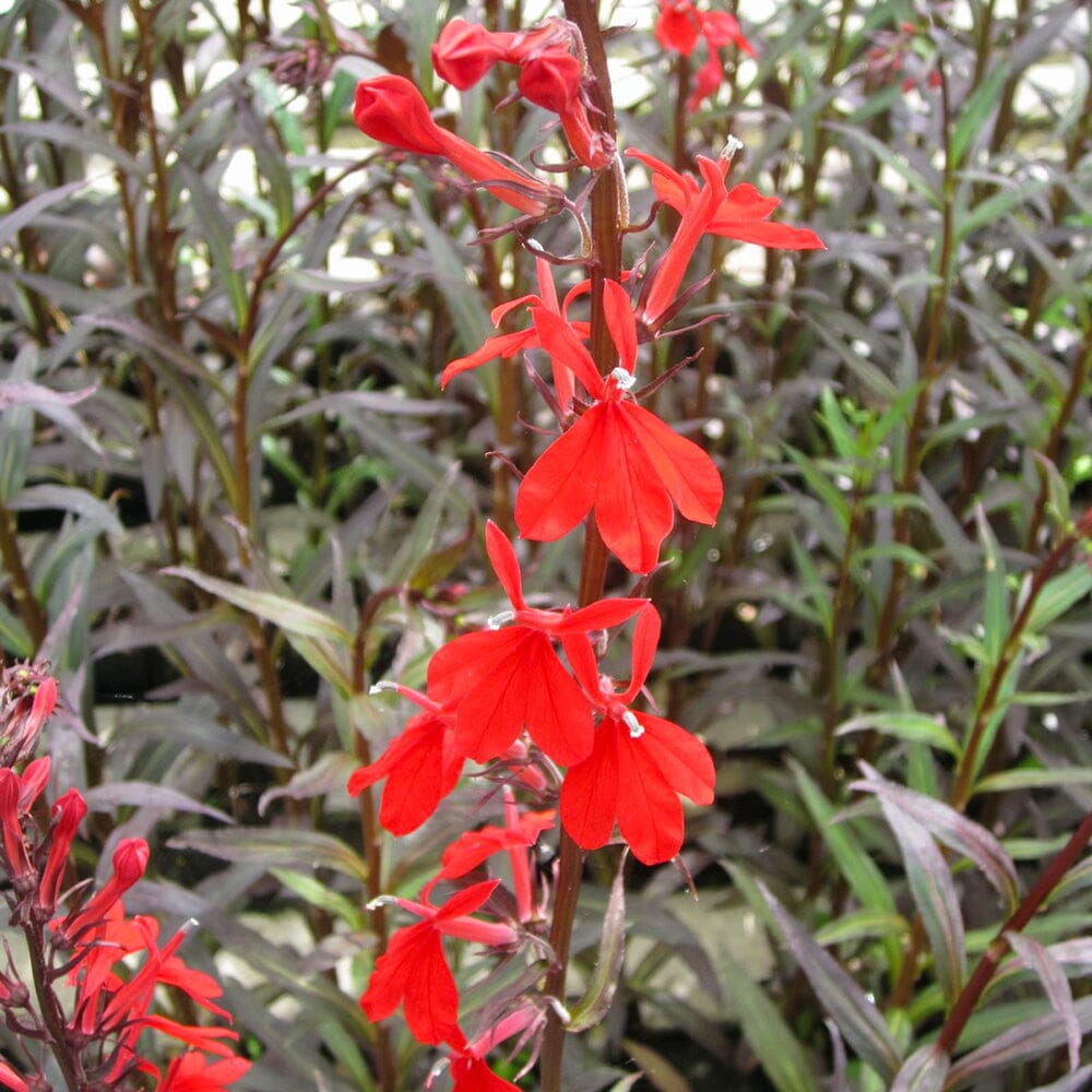 Lobelia Fulgens Queen Victoria Aquatic Pond Plant - Queen Victoria Flower Aquatic Plants