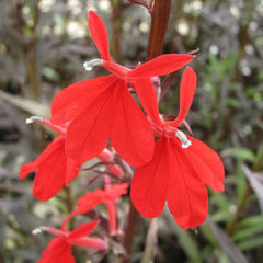 Lobelia Fulgens Queen Victoria Aquatic Pond Plant - Queen Victoria Flower Aquatic Plants