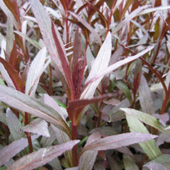 Lobelia Fulgens Queen Victoria Aquatic Pond Plant - Queen Victoria Flower Aquatic Plants