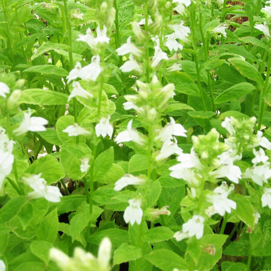 Lobelia Siphilitica Alba Aquatic Pond Plant - Great White Lobelia Aquatic Plants