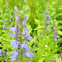 Lobelia Siphilitica Aquatic Pond Plant - Great Blue Lobelia Aquatic Plants