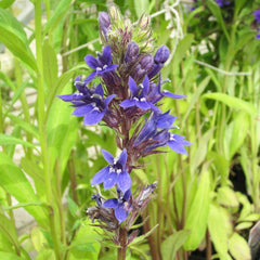 Lobelia Vedrariensis Aquatic Pond Plant - Purple Lobelia Aquatic Plants