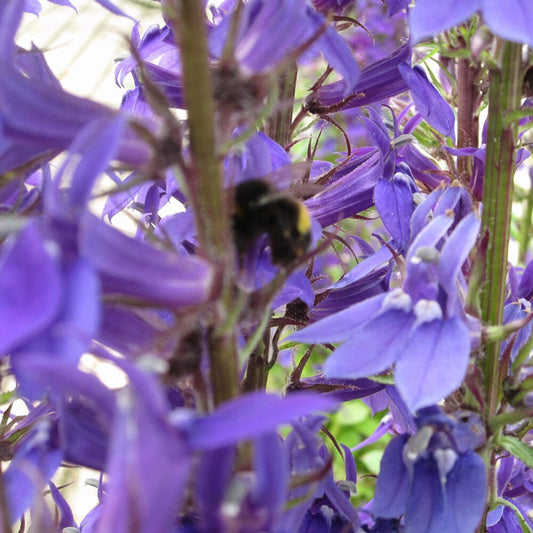 Lobelia Vedrariensis Aquatic Pond Plant - Purple Lobelia Aquatic Plants