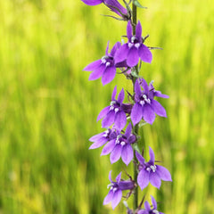 Lobelia Vedrariensis Aquatic Pond Plant - Purple Lobelia Aquatic Plants