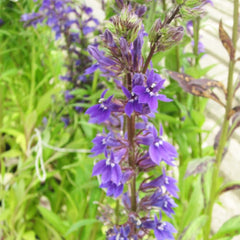 Lobelia Vedrariensis Aquatic Pond Plant - Purple Lobelia Aquatic Plants