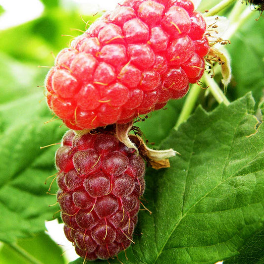 Loganberry (Rubus hybrid) Fruit Bush 3ltr Pot Fruit