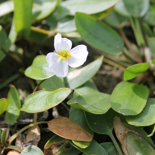 Luronium Natans Aquatic Pond Plant Aquatic Plants