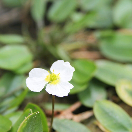 Luronium Natans Aquatic Pond Plant Aquatic Plants