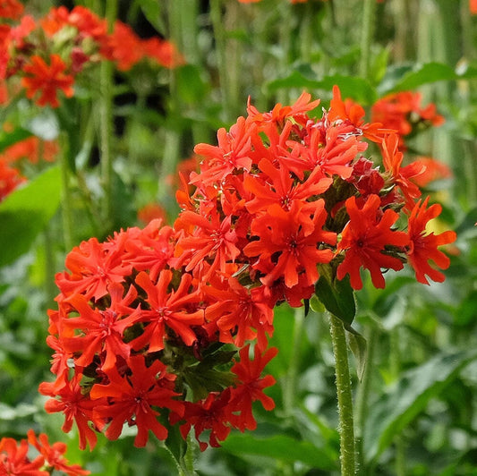 LYCHNIS chalcedonica 9cm Pot Perennials