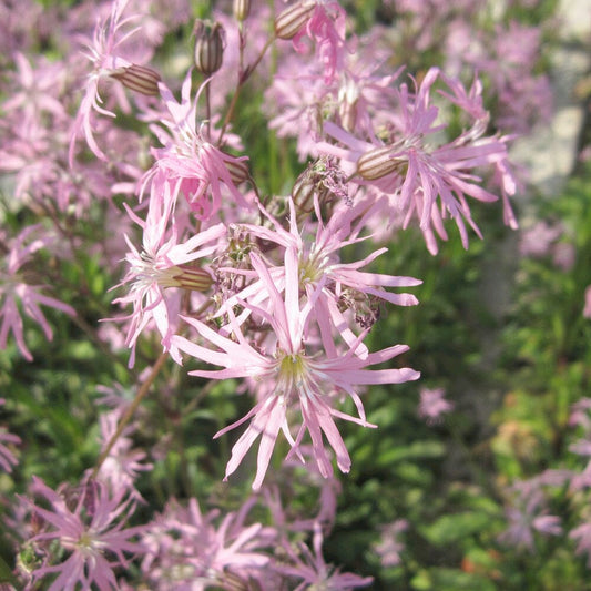 Lychnis Flos-Cuculi Terry's Pink Aquatic Pond Plant - Dwarf Ragged Robin Aquatic Plants