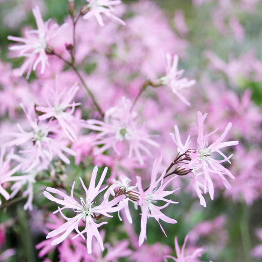 Lychnis Flos-Cuculi Terry's Pink Aquatic Pond Plant - Dwarf Ragged Robin Aquatic Plants