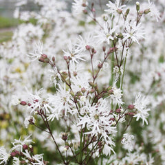 Lychnis Flos-Cuculi White Robin Aquatic Pond Plant - Ragged Robin Aquatic Plants