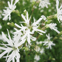 Lychnis Flos-Cuculi White Robin Aquatic Pond Plant - Ragged Robin Aquatic Plants