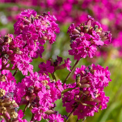 LYCHNIS viscaria Splendens 9cm Pot Perennials