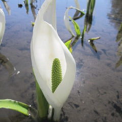 Lysichiton Camtschatcensis Aquatic Pond Plant - White Skunk Cabbage Aquatic Plants