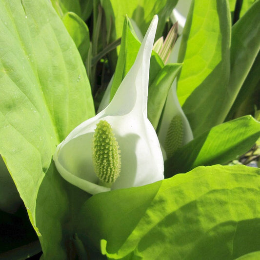 Lysichiton Camtschatcensis Aquatic Pond Plant - White Skunk Cabbage Aquatic Plants