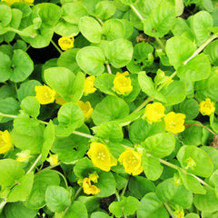 Lysimachia Nummularia Aquatic Pond Plant - Creeping Jenny Aquatic Plants