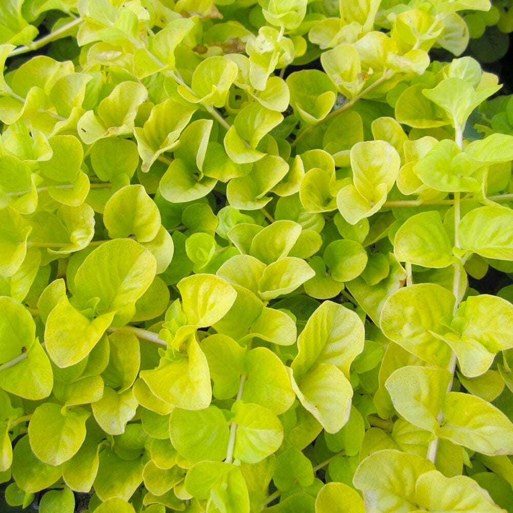 Lysimachia Nummularia Aurea Aquatic Pond Plant - Golden Creeping Jenny Aquatic Plants