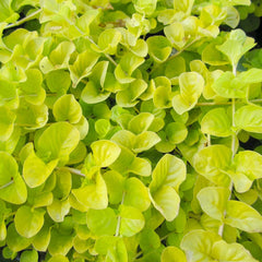 Lysimachia Nummularia Aurea Aquatic Pond Plant - Golden Creeping Jenny Aquatic Plants