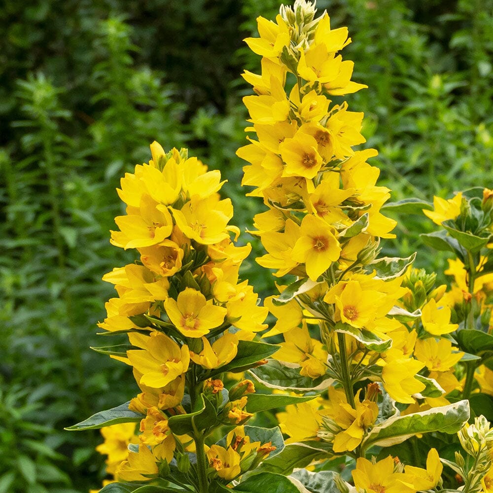 LYSIMACHIA punctata Alexander 9cm Pot Perennials